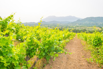 Green vineyards in the hills of the island of Sardinia in sunlight in spring