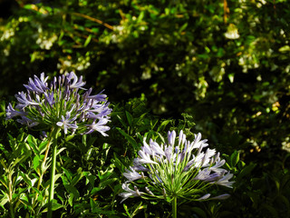 Obraz premium Flores y verano