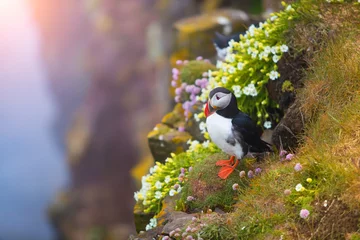 Wall murals Puffin Cute iconic puffin bird, Iceland