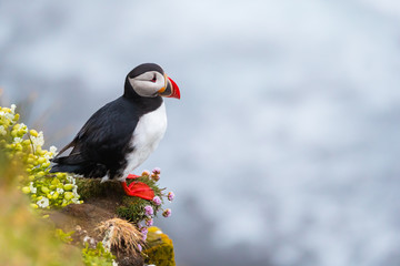Cute iconic puffin bird, Iceland