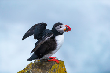 Cute iconic puffin bird, Iceland