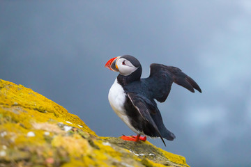 Cute iconic puffin bird, Iceland