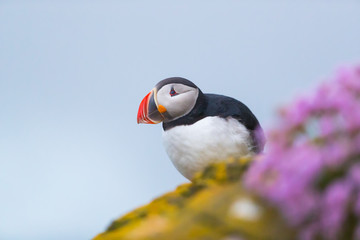 Cute iconic puffin bird, Iceland