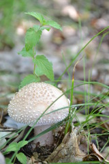 mushroom in forest