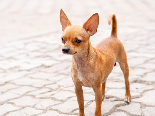 chihuahua puppy on white background