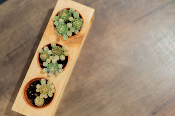 Top view of cactus pots