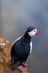 Cute iconic puffin bird, Iceland
