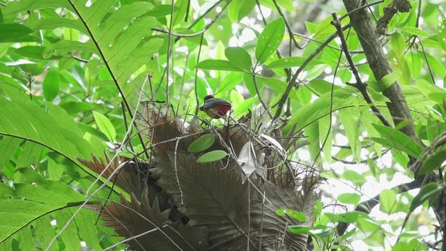 Pitta and the nest . Mangrove pitta bird flying high perching on  the nest edge and jumping into the nest on Rhizophora tree with crab for feeding their new born babies ,hd slow motion video. 