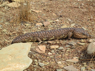 Wwildlife in Australien