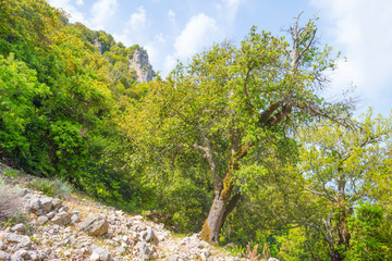 Scenic landscape of green hills and rocky mountains of the island of Sardinia in spring