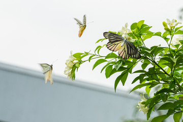 Butterflies suck nectar from Orange Jasmine