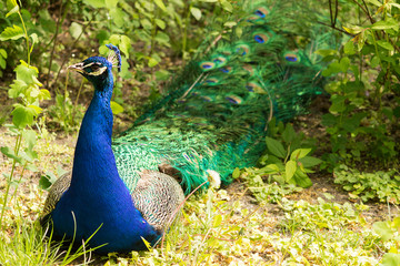 Obraz premium wild peacock in nature. copy space and close-up shot