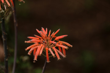 Aloe Blüte