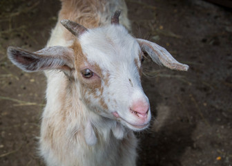 Portrait of a beautiful cute baby goat on the farm, livestock