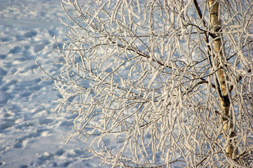 frost on branches