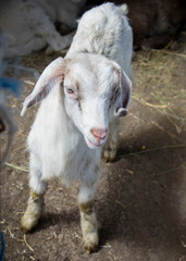 Fototapeta premium Portrait of a beautiful cute baby goat on the farm, livestock
