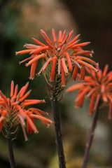 Aloe Blüte