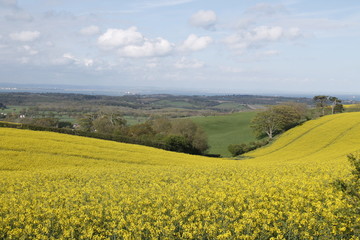 Fototapeta premium yellow field of oilseed rape