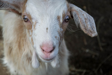 Portrait of a beautiful cute baby goat on the farm, livestock