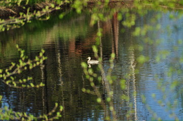 Wild duck on the lake.