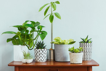 Stylish and botany composition of home interior garden filled a lot of plants in different design, elegant pots and avocado plant on the retro table. Gray backgrounds walls.  Spring blossom. Template.