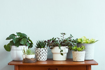 Stylish and botany composition of home interior garden filled a lot of plants in different design, elegant pots and air plants in on the brown retro table. Spring green blossom. Template. Minimalistic