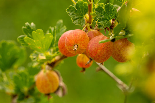 Stachelbeeren erntereif auf einem Strauch