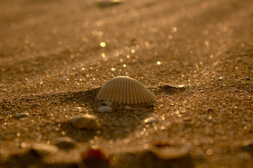 sea shell on the beach