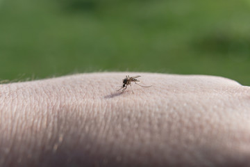 Mosquito sat on the skin and began to drink blood. Detailed close-up photo.