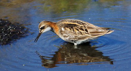 Red-necked phalarope, Phalaropus lobatus, birds of Greenland