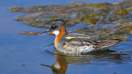 Red-necked phalarope, Phalaropus lobatus, birds of Greenland