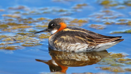 Red-necked phalarope, Phalaropus lobatus, birds of Greenland