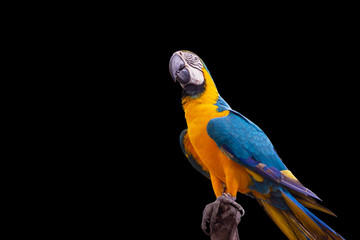 Bird Blue-and-yellow macaw standing on branches isolated black background copy space.
