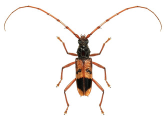 Eucalyptus long-horned beetle, Phoracantha recurva (Coleoptera: Cerambycidae) isolated on a white background 