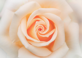 Fototapeta na wymiar Detail bloosom rose