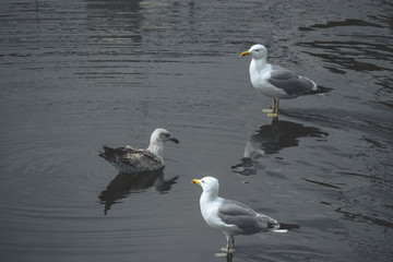 Fototapeta premium seagulls on the beach