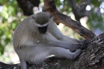 un singe vervet assis dans un arbre dans la savane en Afrique du Sud