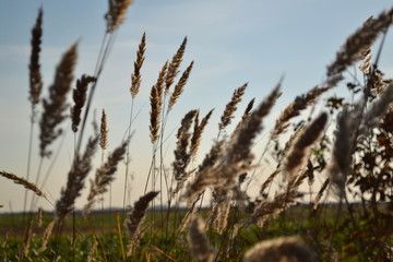 Fototapeta premium grass and sky