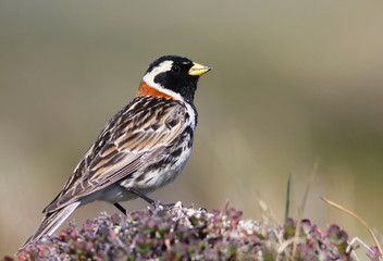 Lapland longspur, bunting, Calcarius lapponicus, birds of Greenland 