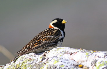 Lapland longspur, bunting, Calcarius lapponicus, birds of Greenland 