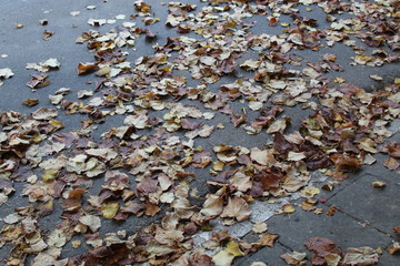 Autumn
