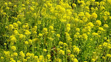 菜の花畑
