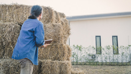 Naklejka na ściany i meble smart farmer checking stock of straw bales to animal feed at farmhouse in morning