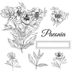 Set with  bouquet and single flowers of peony and leaves. Hand drawn ink sketch. Black elements isolated on white background.