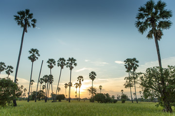 Fototapeta premium Rice fields with palm sugar palm trees and sun light at Pathum Thani, Thailand