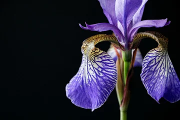 Tafelkleed close up of purple iris flower on black background © cceliaphoto
