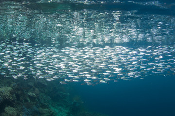 Fototapeta na wymiar A school of silversides swims in Raja Ampat, Indonesia. This remote, tropical region is home to an extraordinary array of marine biodiversity and is a popular destination for divers and snorkelers.