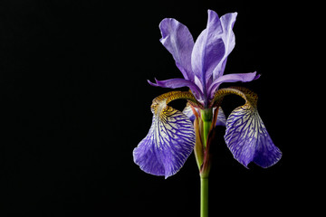 close up of purple iris flower on black background