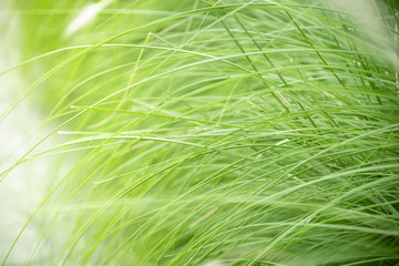 Close up of nature view green grass leaf on blurred greenery background under sunlight with bokeh and copy space using as background natural plants landscape, ecology wallpaper concept.