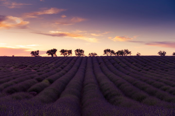 Obraz premium Lavender plantation field during summer time in Valensole, Provence, France.